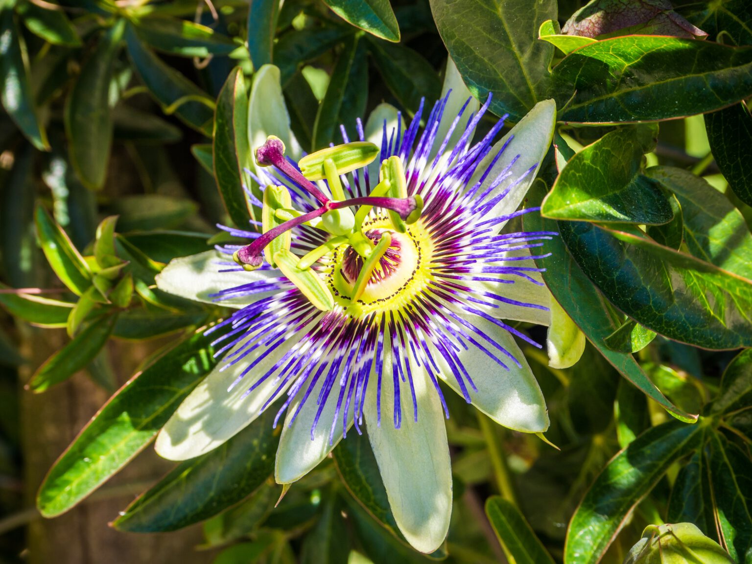 Passion flower a natural way to a better night's sleep Nano Minerals